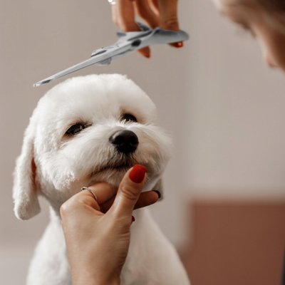 GROOMER - Doskonała pielęgnacja dla Twojego czworonożnego przyjaciela! Strzyżenie psów z kompletem spa to nie tylko styl, ale również relaks i radość dla pupila.