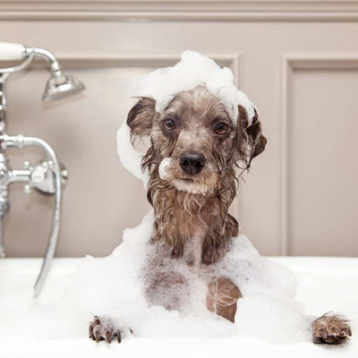 GROOMER - Mycie + suszenie + czesanie/wyczesywanie + czyszczenie uszu + opcjonalnie na życzenie GRATIS obcinanie pazurków.